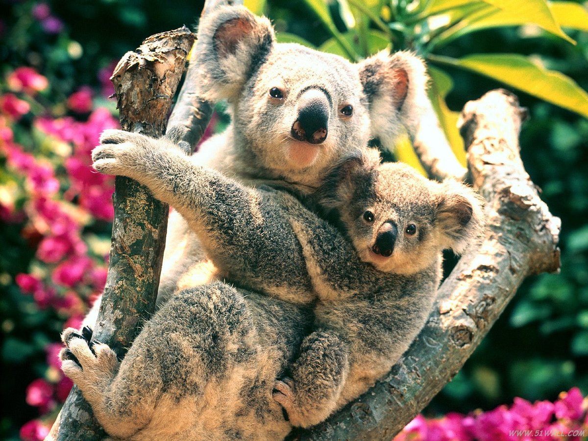 коала фото