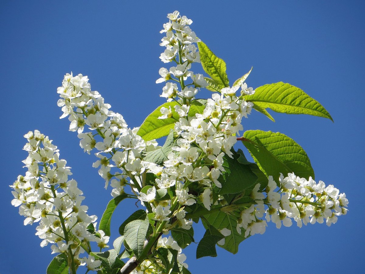 РАСПУСТИЛАСЬ ЧЕРЁМУХА НАРЯДИЛАСЬ НЕВЕСТОЮ СКАЧАТЬ БЕСПЛАТНО