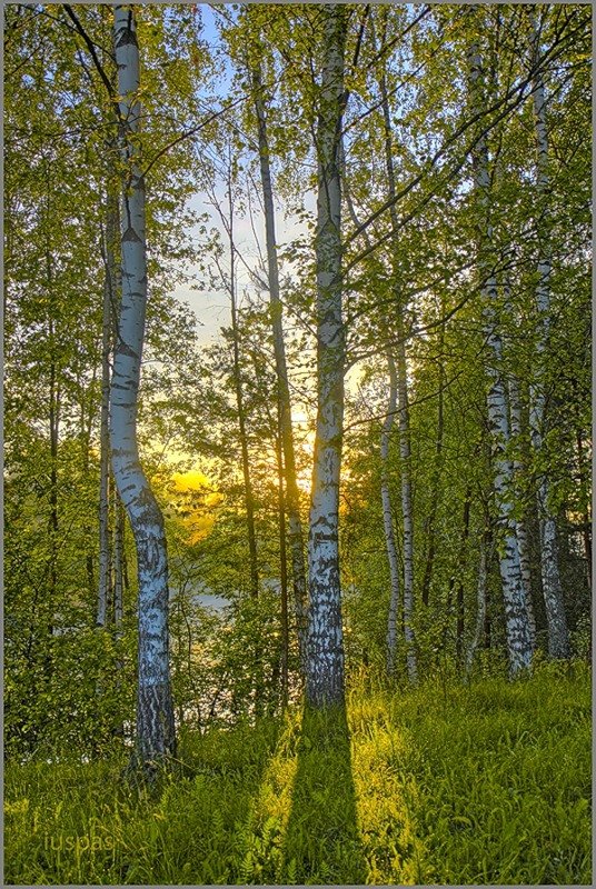 берёзовая роща фото