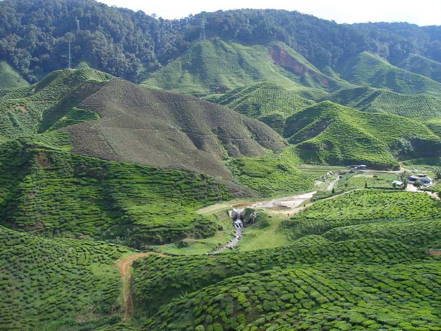tea plantation фото
