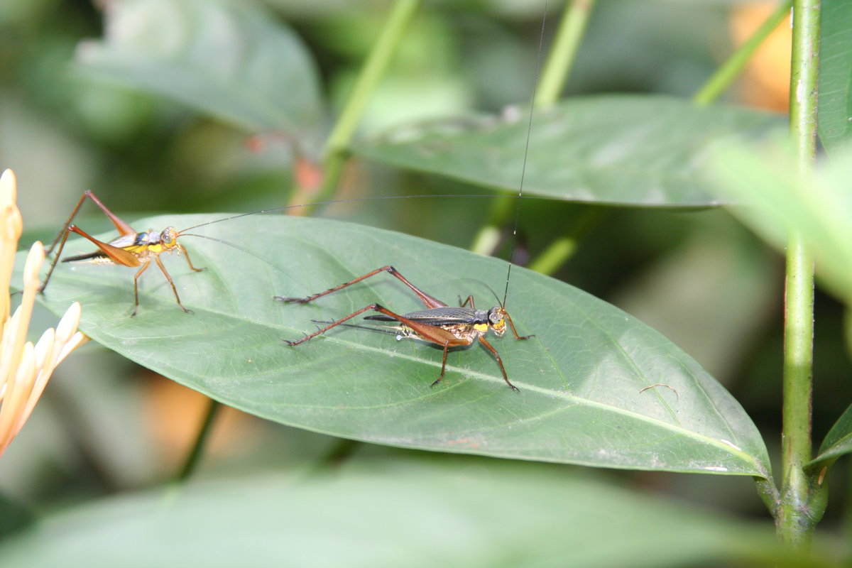 пластинокрыл обыкновенный phaneroptera falcata фото