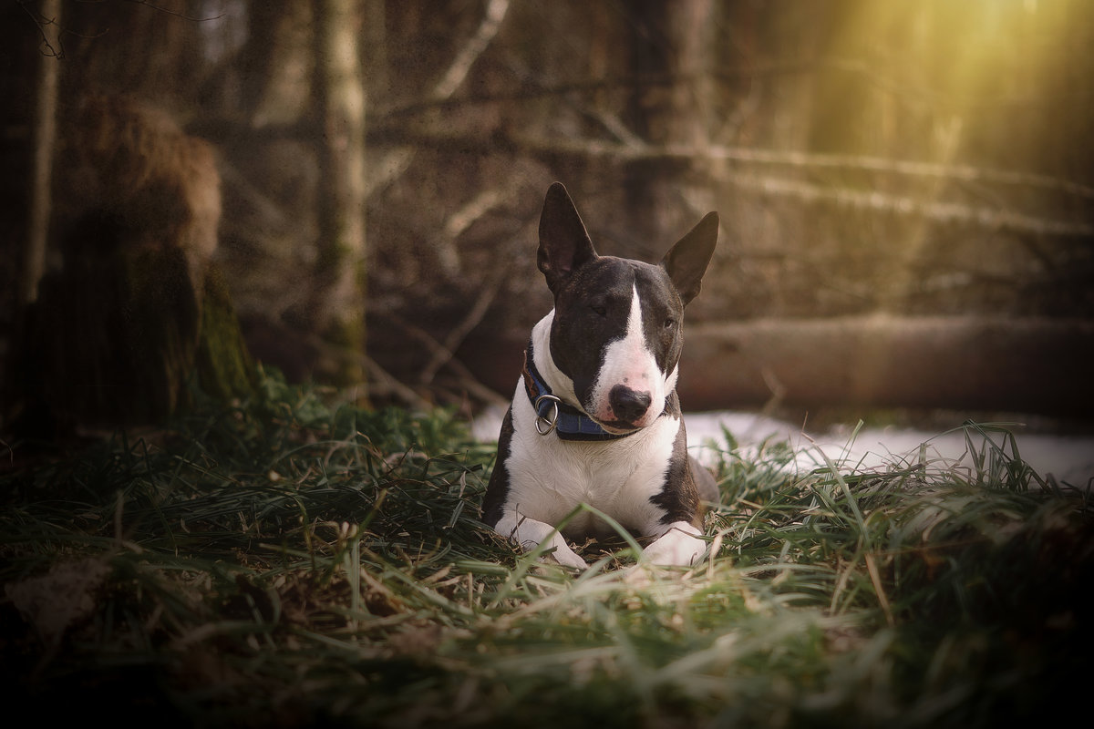 ���������� �������� ������������, ������� ��������