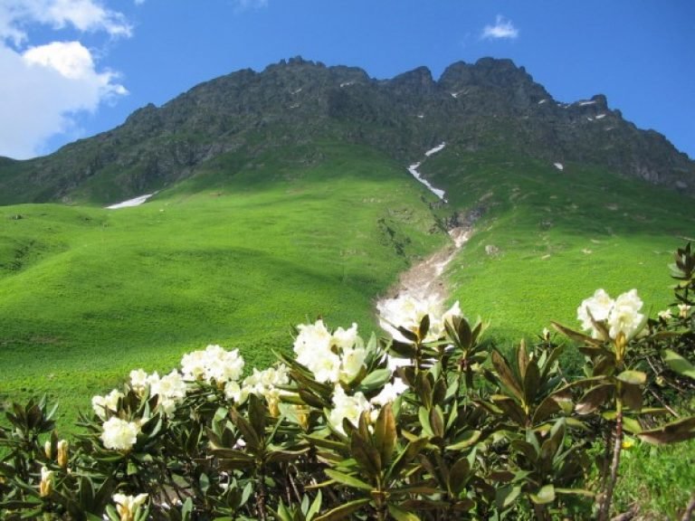 цветущие рододендроны в горах фото