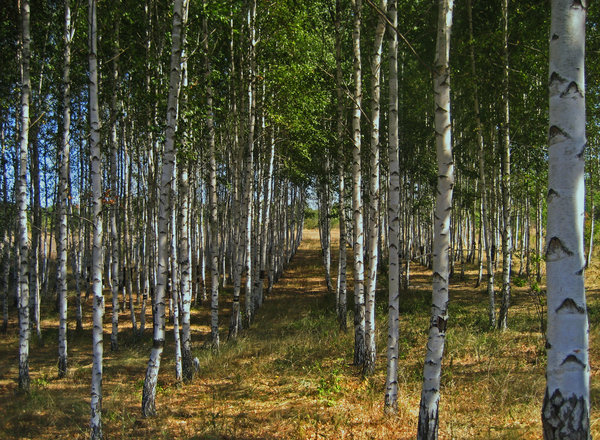 березоньки