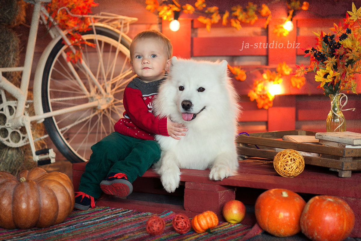 фотосессия с самоедом фото