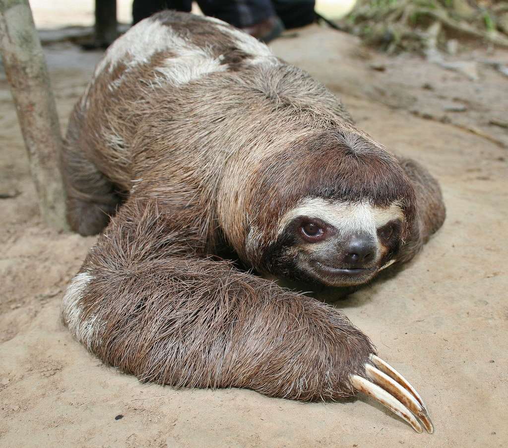 ���� ����, ������� �������� �������