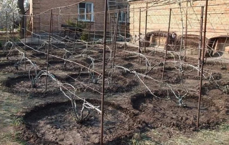 выращивание винограда на шпалере в открытом грунте