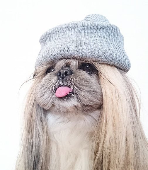 ши тцу собака фото
