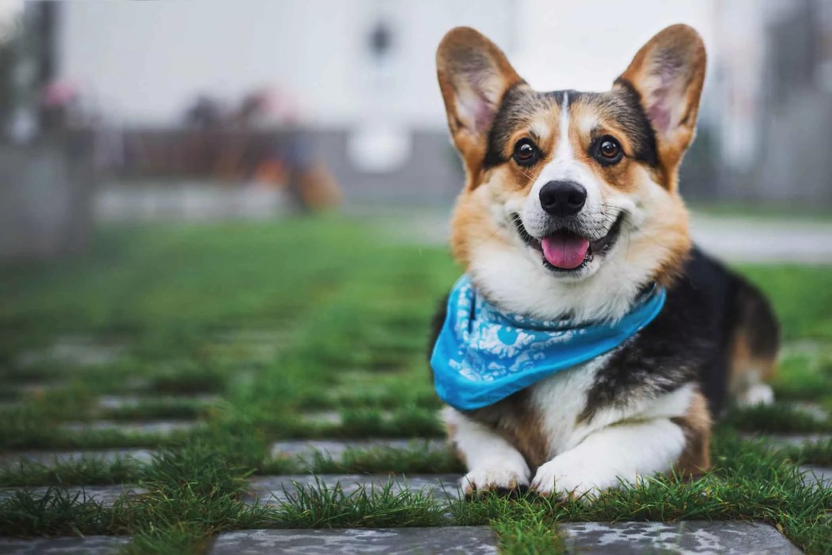 corgis to adopt near me