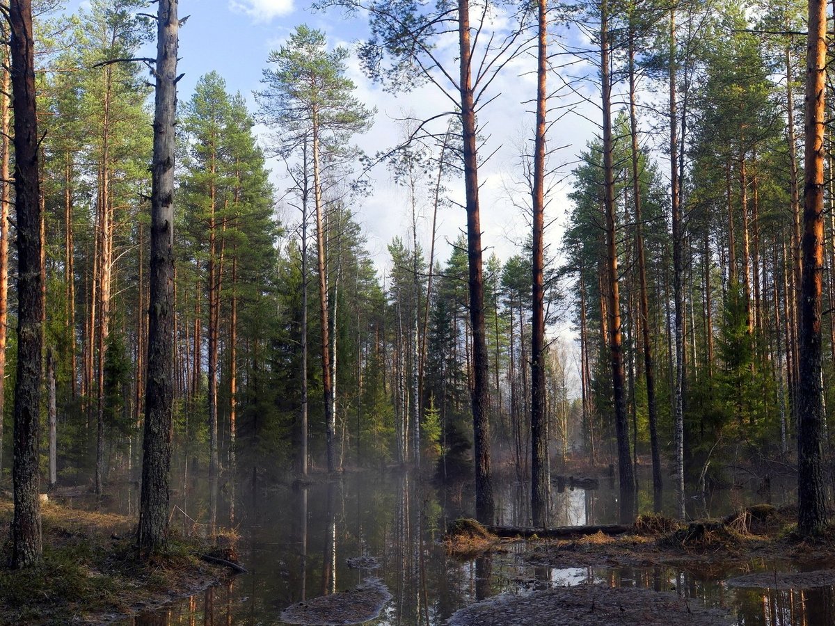 лес весной фото