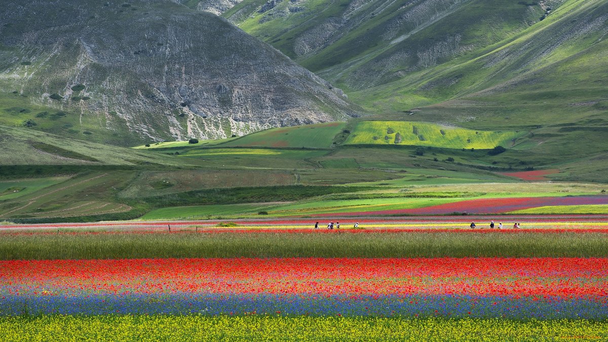 маковые поля ферганской долины фото