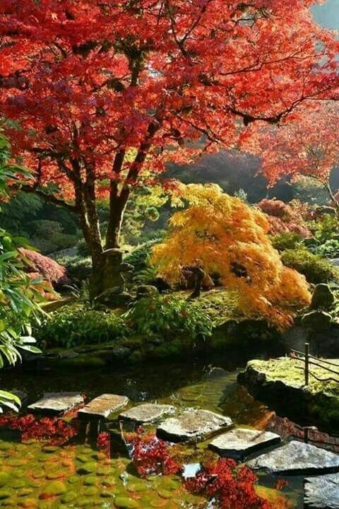 autumn japanese garden фото