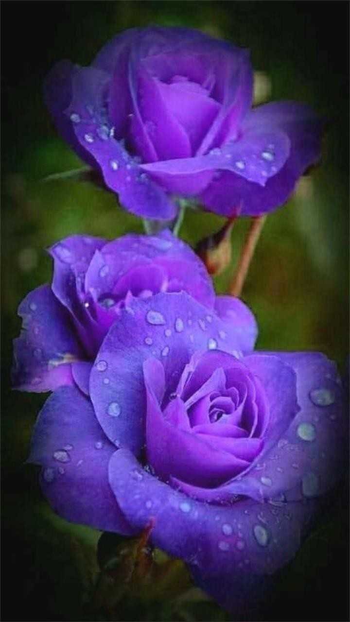 ����� �������.