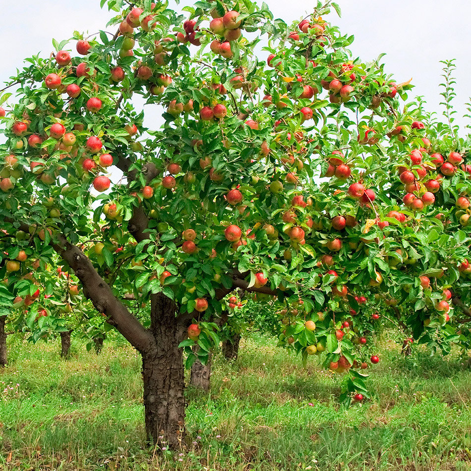 яблоня с яблоками фото