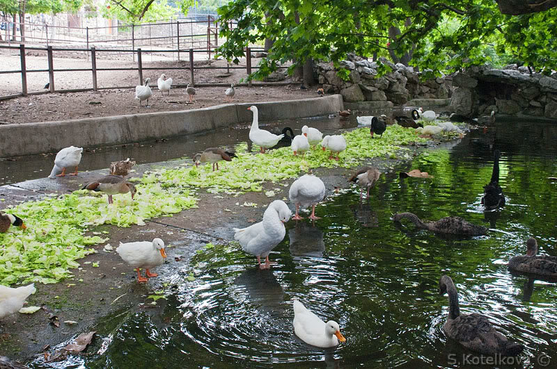 парк первоуральск зоопарк фото
