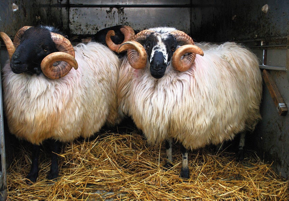 scottish blackface sheep фото