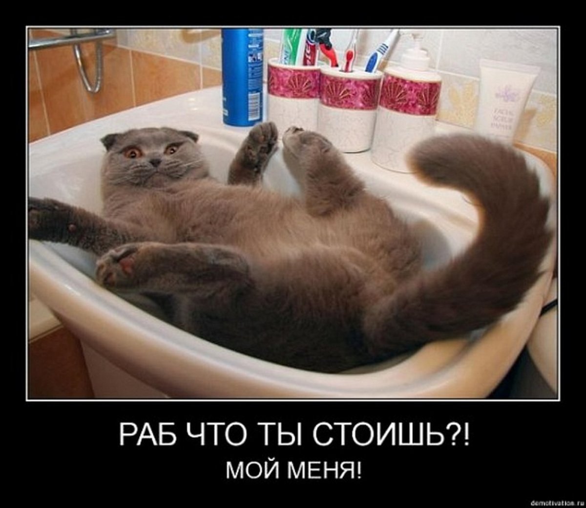 смешные коты фото