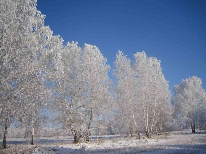 береза зимой фото