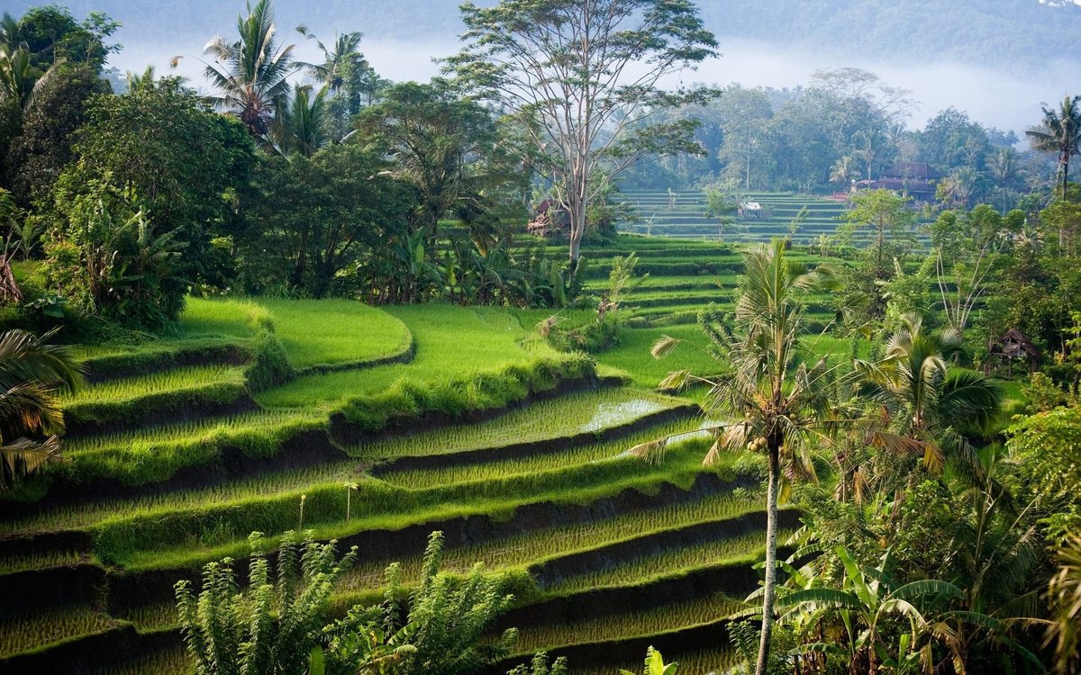 ubud bali фото