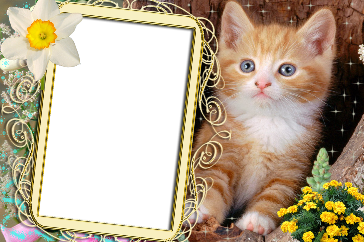 ������, �������� �����