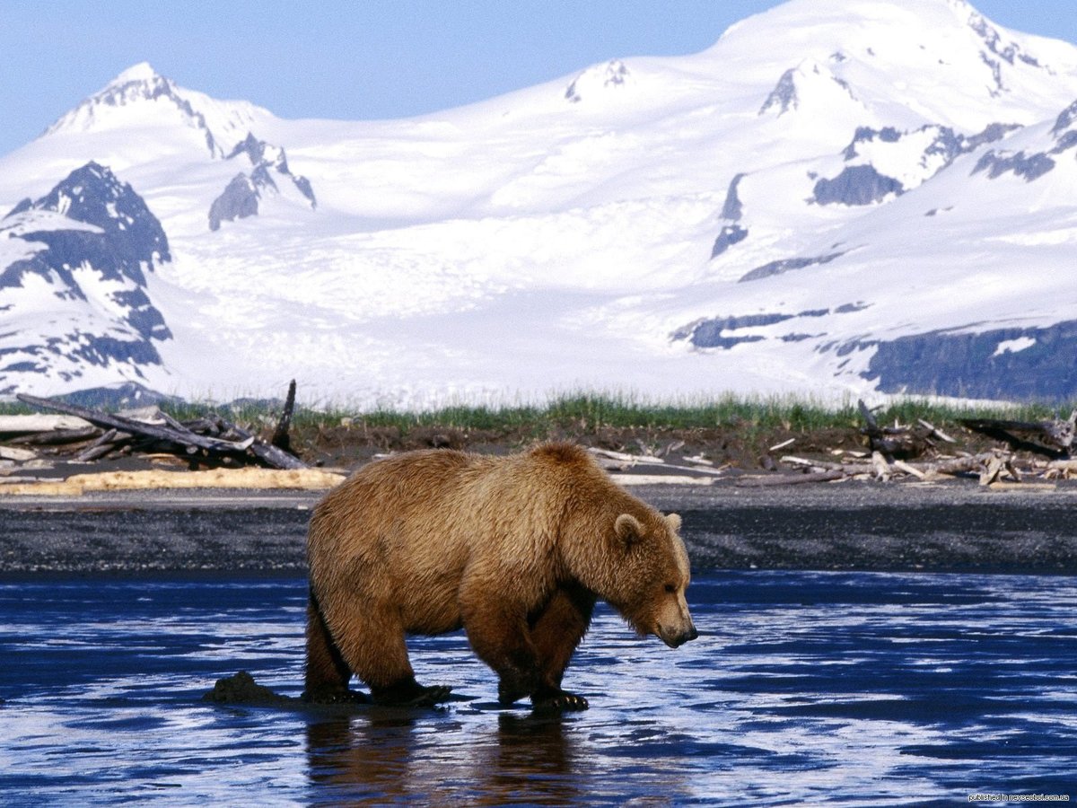 Медведь на озере в поисках рыбы