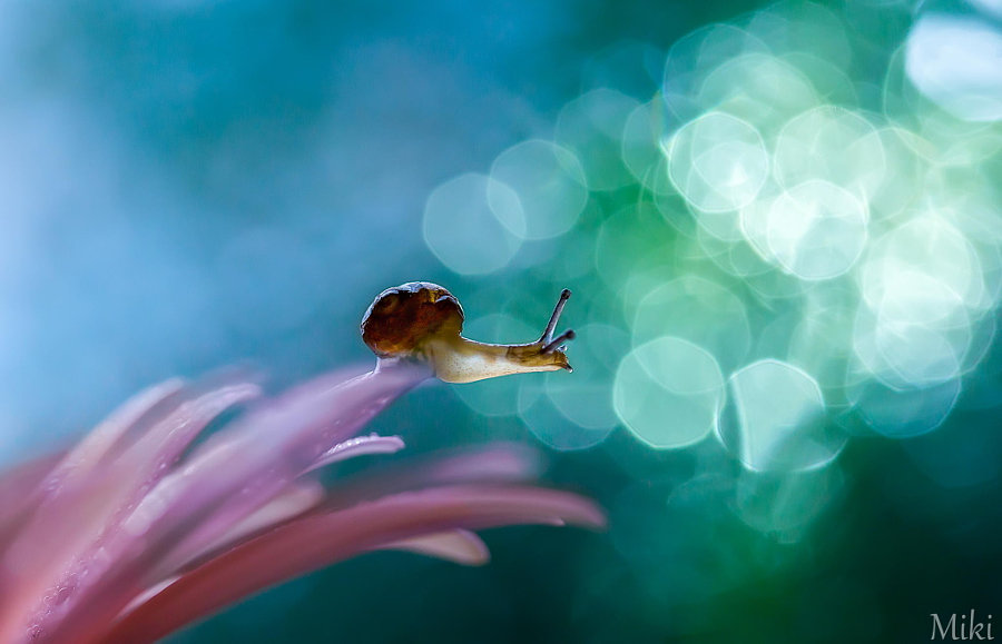miki asai фотограф фото