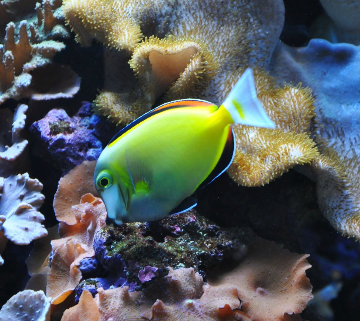 acanthurus japonicus фото