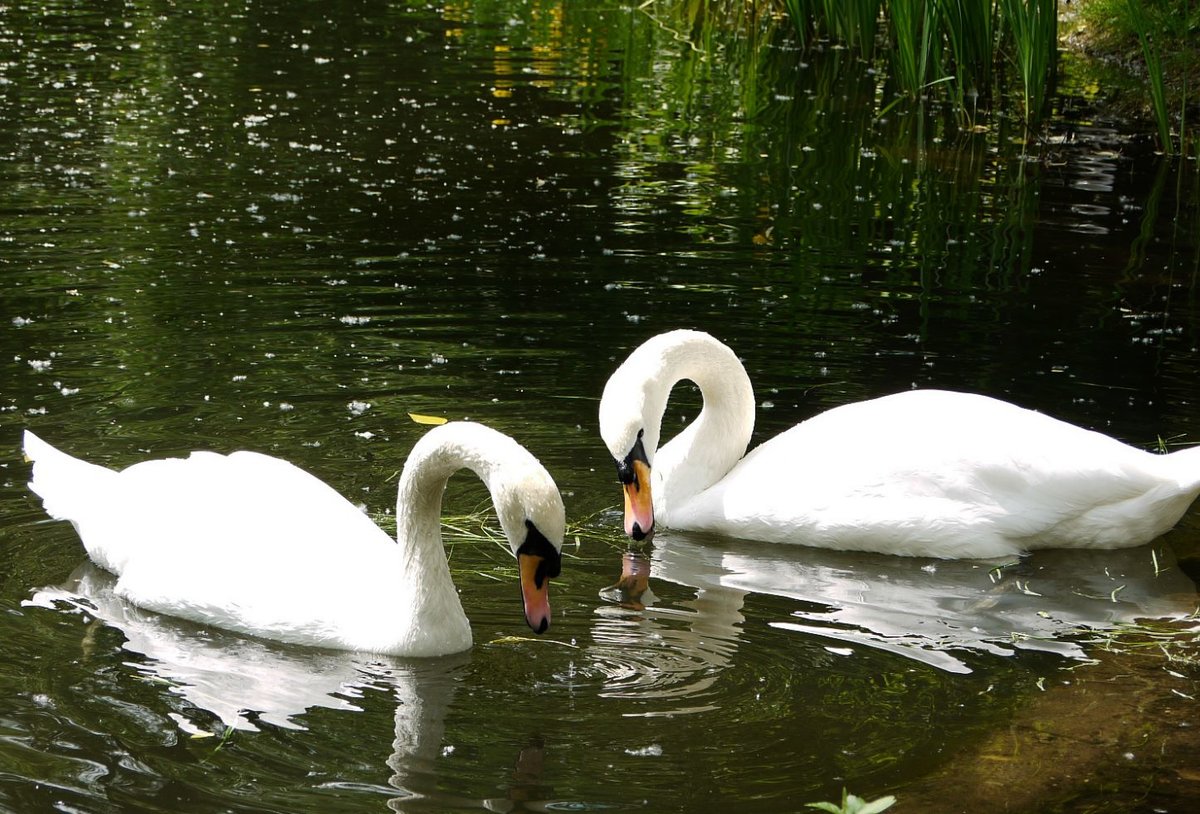 �������� ���� �������, ��������