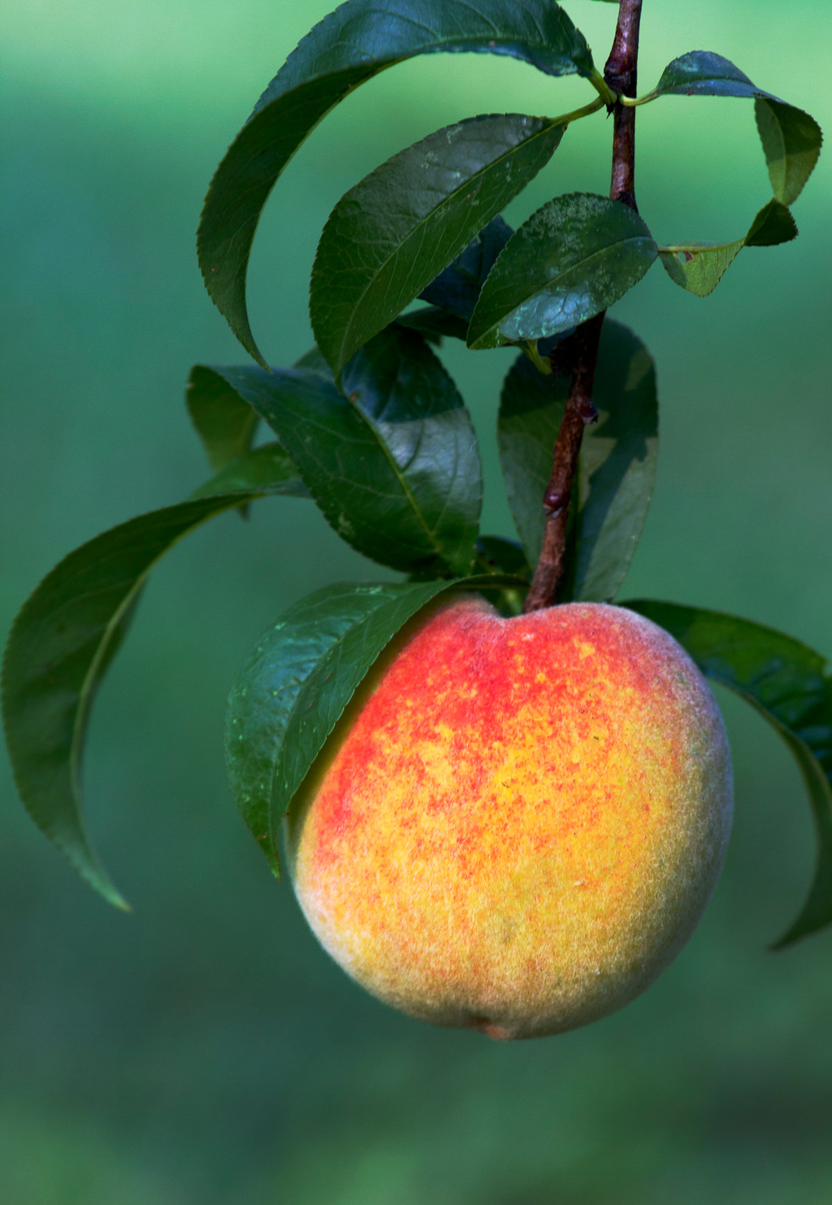 speliy-persik-smotret