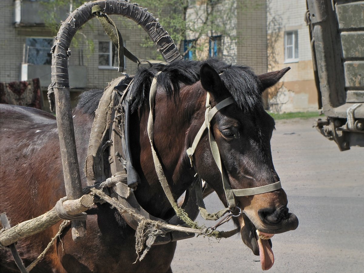 конная сбруя фото