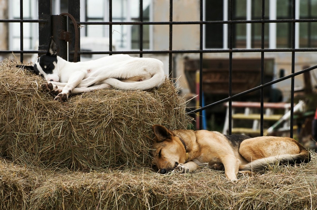 ����, ���������� �������� ��� ������ �� ����