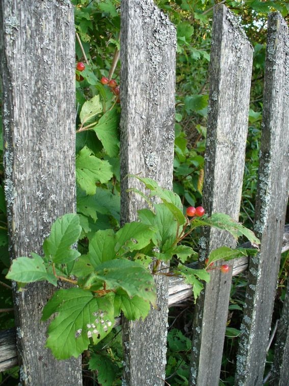 костяника (rubus saxatilis l.) фото
