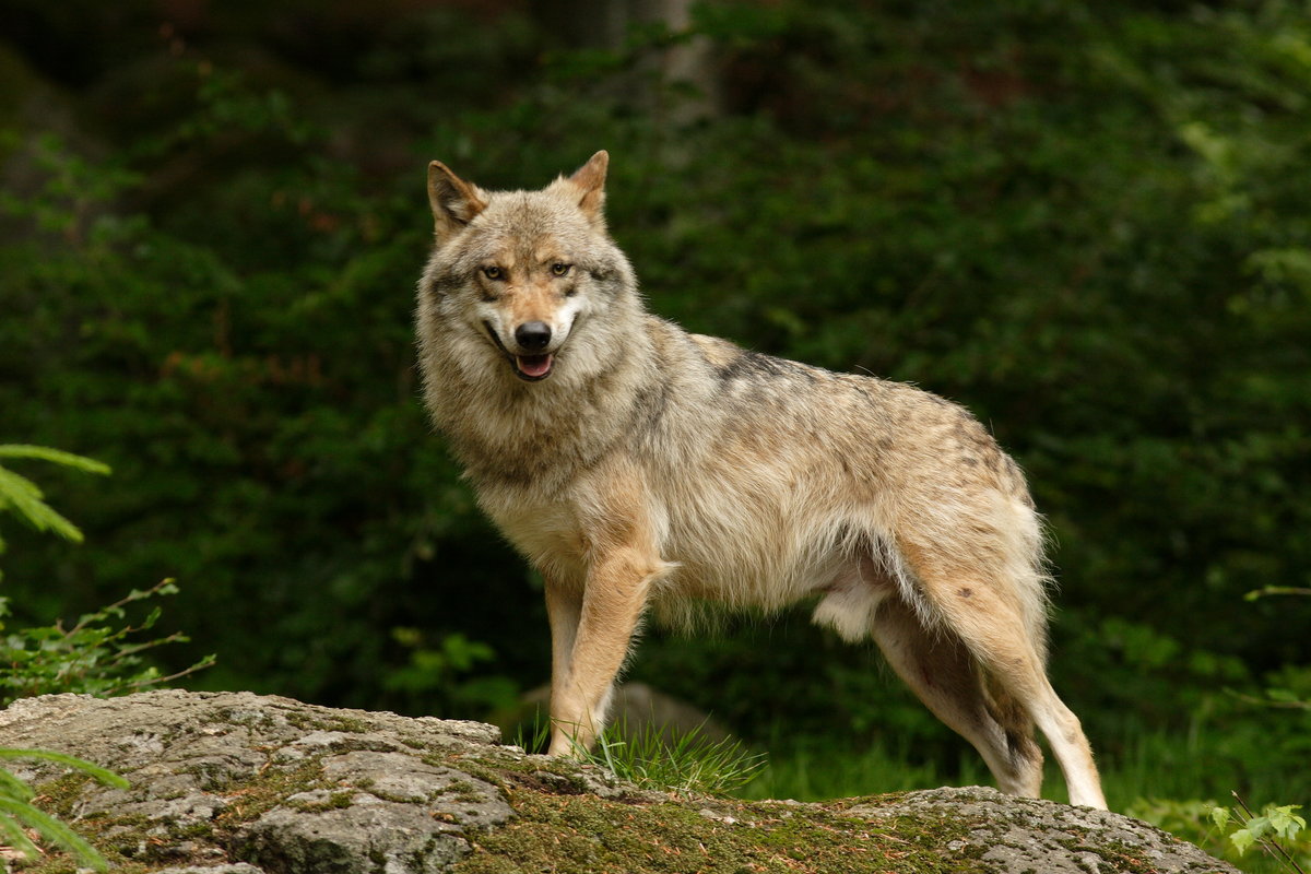 Род Волки состоит из нескольких видов, среди которых именно серый волк обладает самыми большими показателями роста и веса.