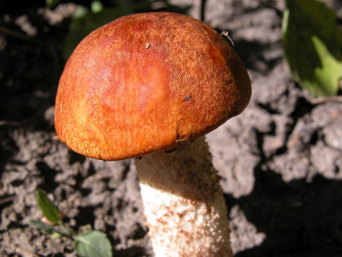 Красноголовый франт #грибы #лес» — карточка пользователя Юрий К. в ...