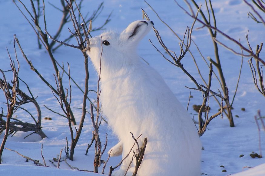 заяц беляк фото