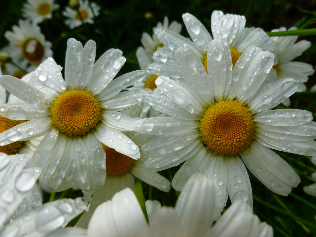 ������, ��� ���� ������� �������� ����������� �������