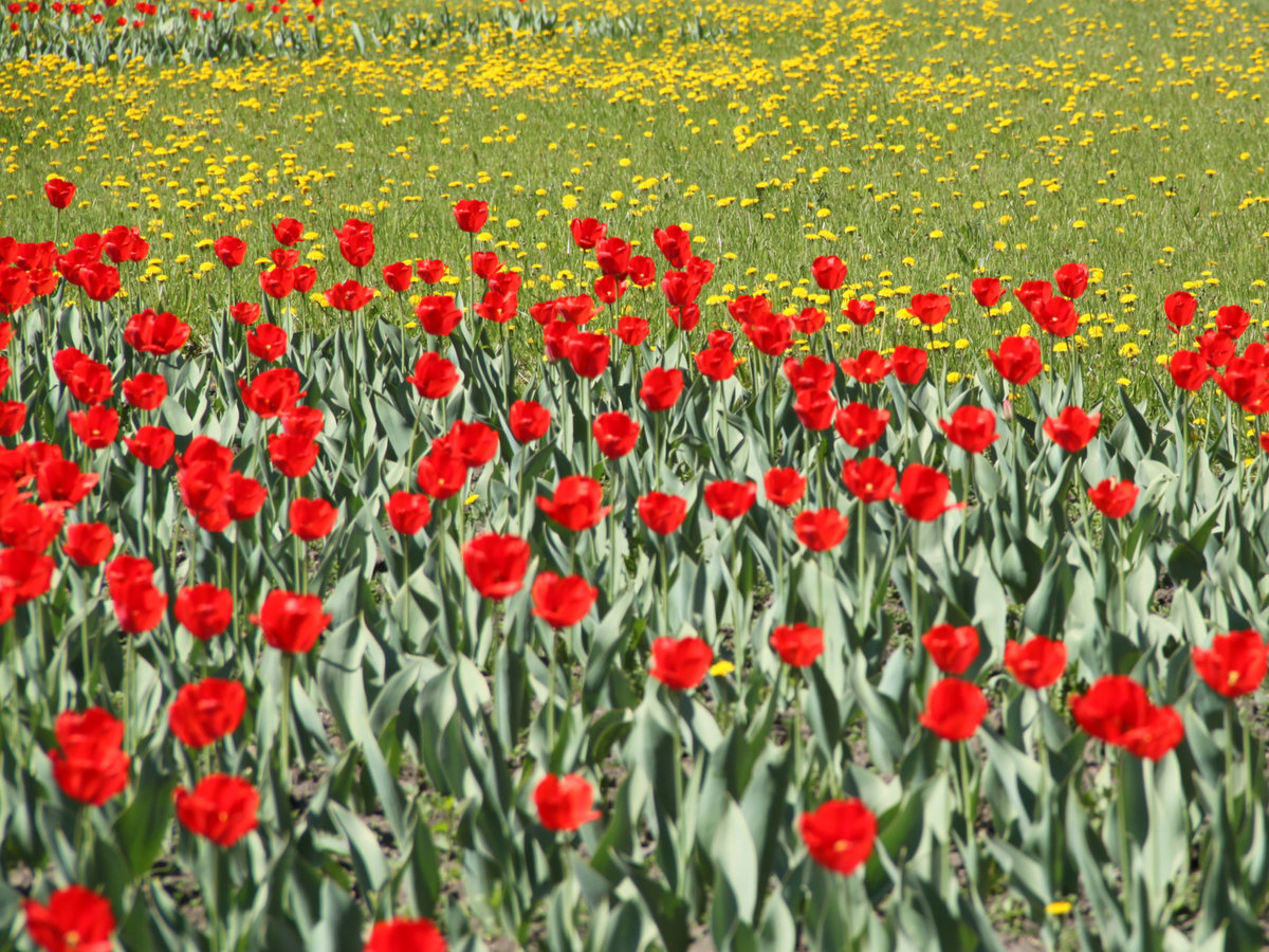 Тюльпан и одуванчик картинка