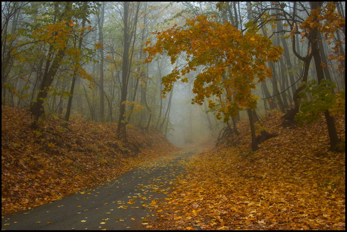 осень туман картинки фото