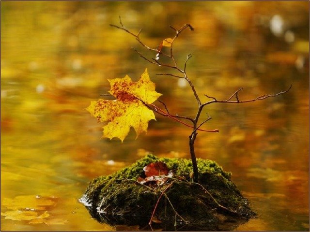 осенний мотив фото