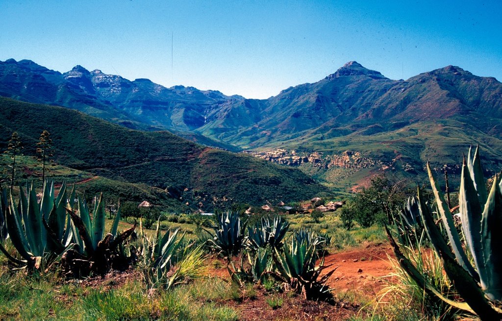 Спиральное алоэ - национальный цветок Лесото