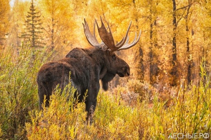 лось дикий фото