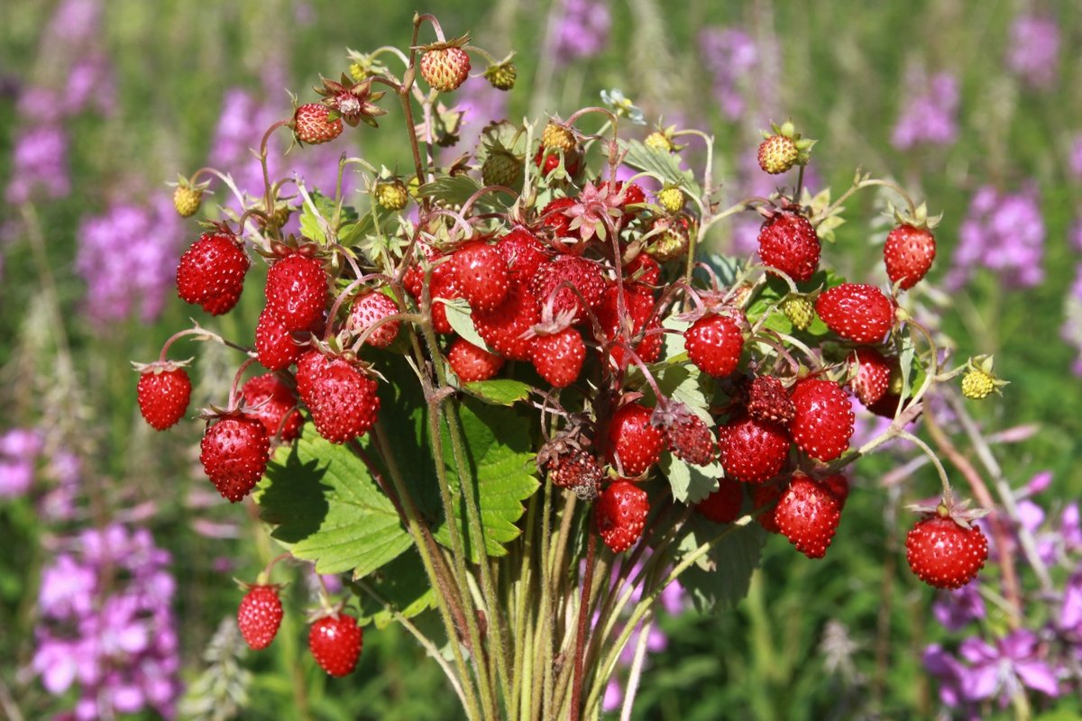 ��� ��������, �������� ����������� ������