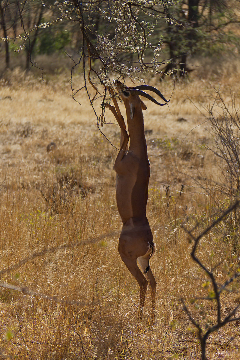 Кенийский Цискаридзе
#africa #kenya #safari #африка #животные #кения #найроби #отдых #отпуск #пейзаж #портрет #природа #птицы #сафари #туризм