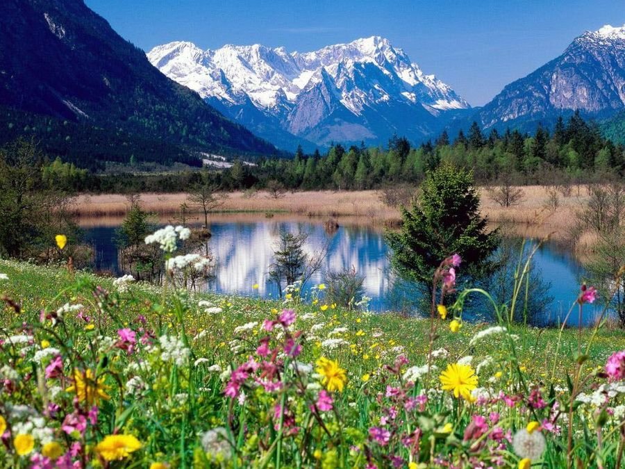горный алтай альпийские луга фото