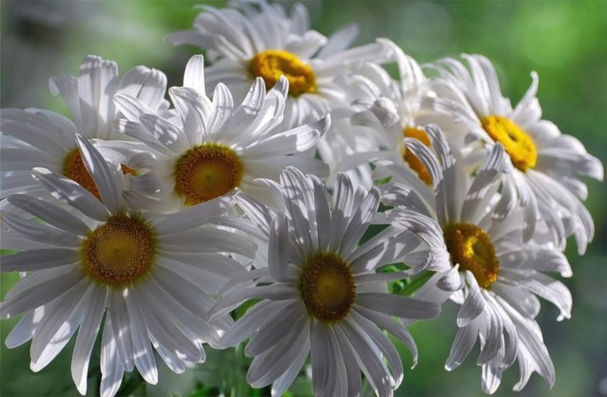 ������� �������, �������� �������� �������