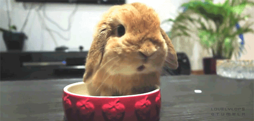 ������ �������� ���