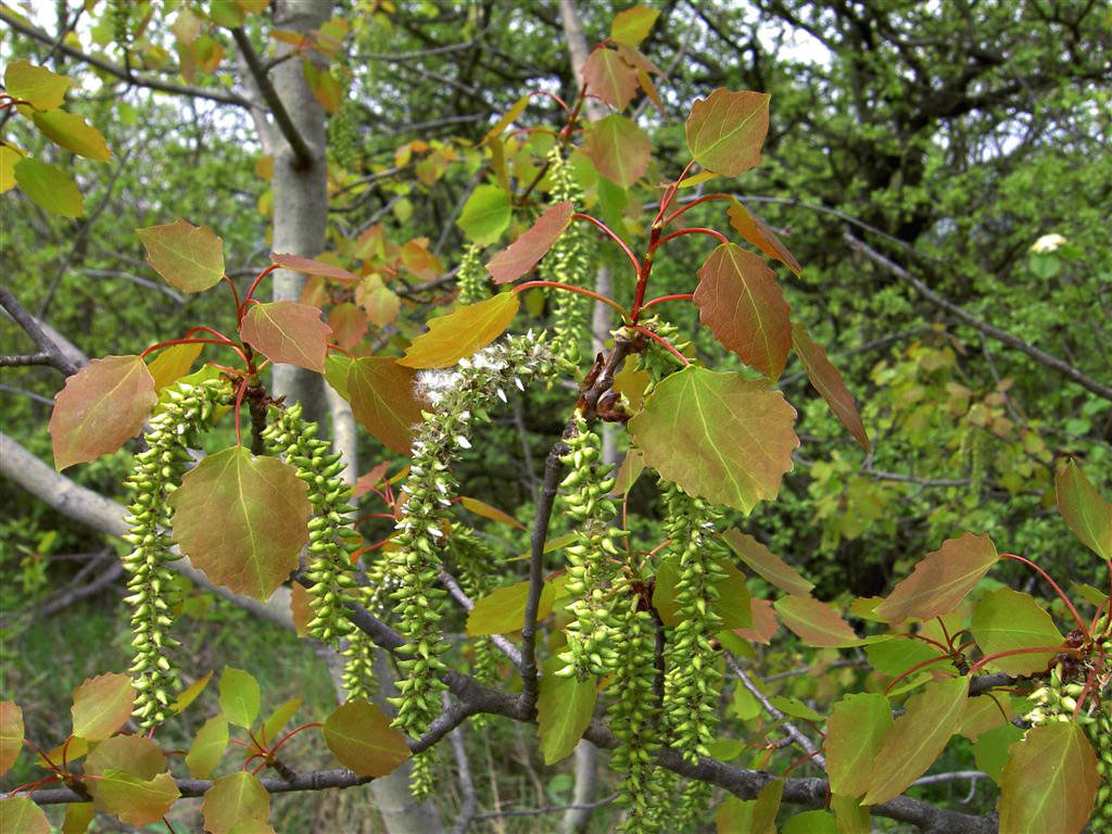 осина обыкновенная populus tremula фото
