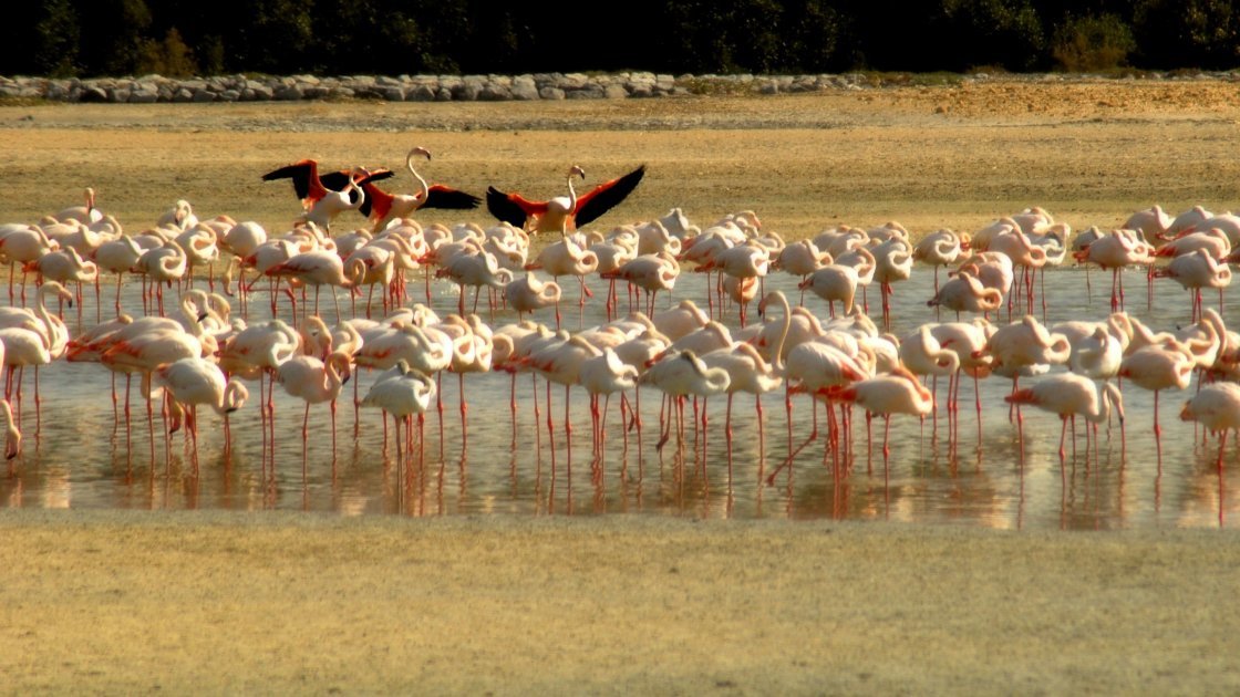 flamingo фото