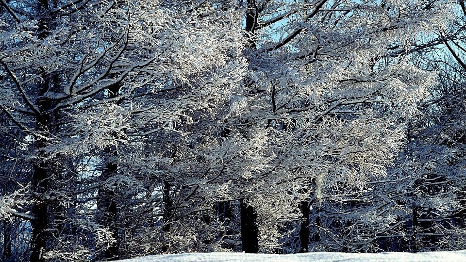 заснеженные деревья фото