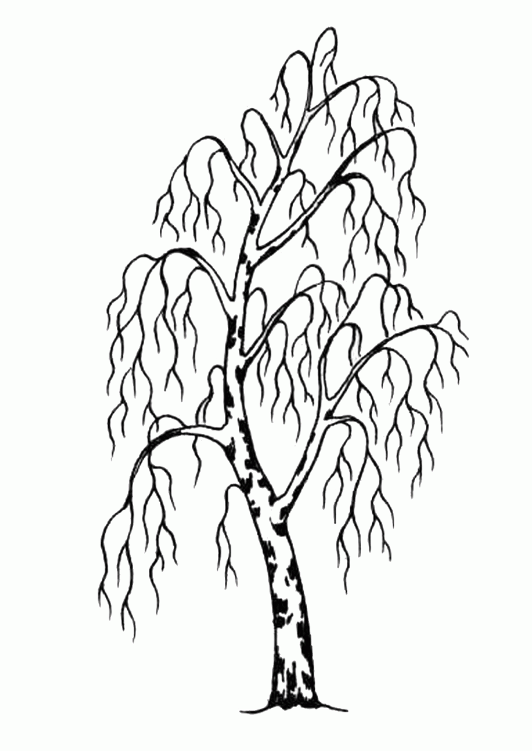 рисунки березы фото
